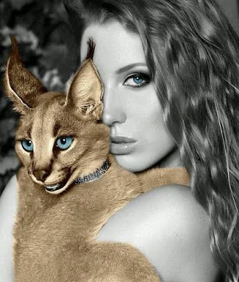 siamese-cat.jpg