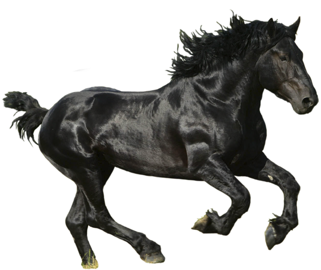 horse-PNG2525-result