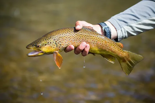 ogu trout