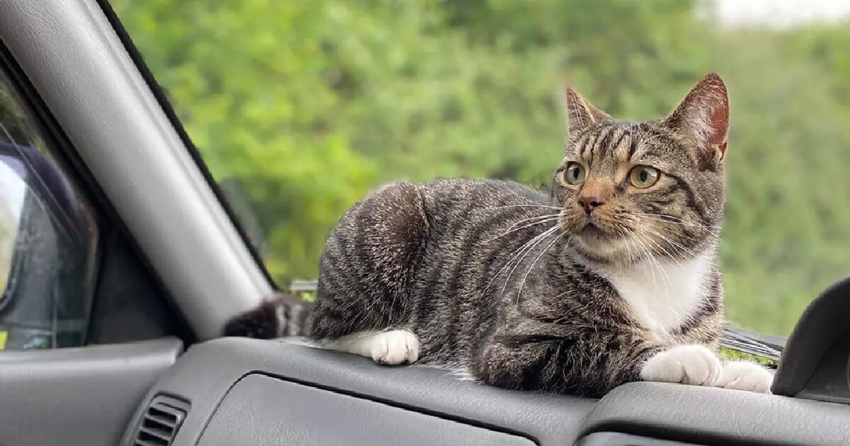 Taking Your Cat on the Open Road