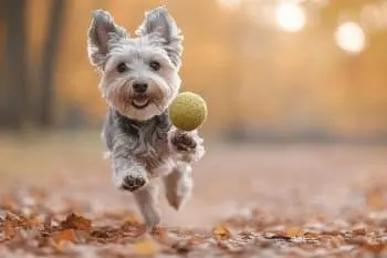 Keeping Senior Dogs Vibrant With Nutrition