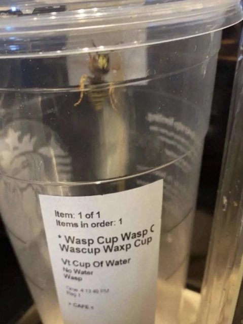 wasp-cup