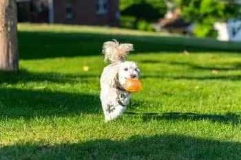 Easily Trained Dogs for New Owners