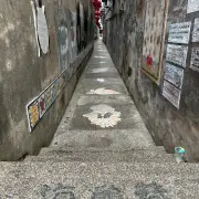 Turtle Alley55