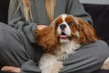 Couch Potatoes: Dog Breeds That Prefer Netflix to Hiking