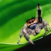 spid
