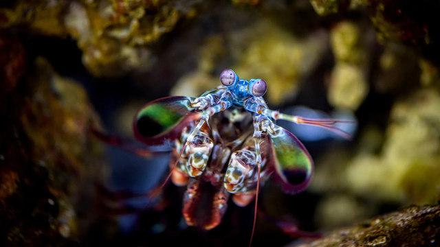 Peacock mantis shrimp.png