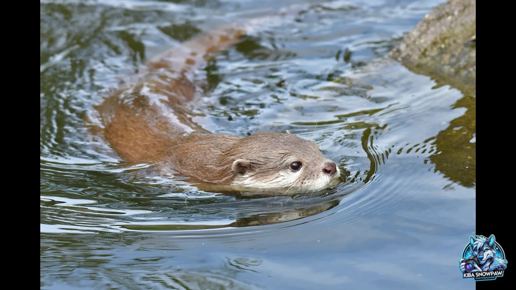 An otter moving through the pool.
