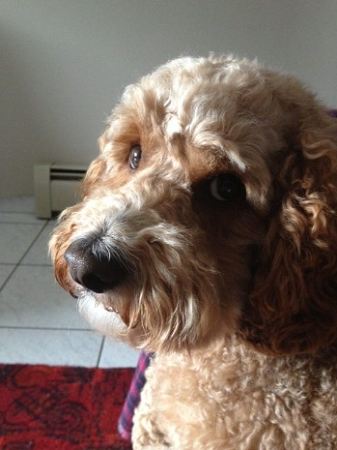Dog Behaviourist in Vancouver Dog-Behaviourist-in-Vancouver