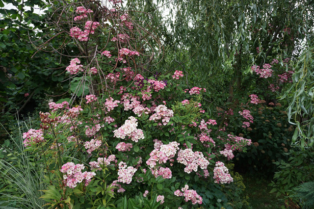 800-DSC05480.jpg