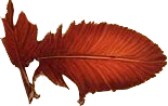 SEPARADOR-03.png