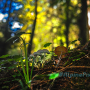 20231011-Alpine-Pixels-78