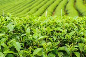 teacoffee