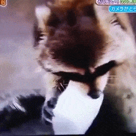 IMG-9695.gif