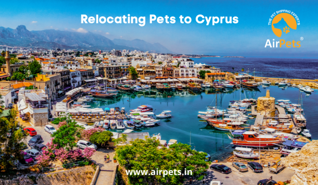 Relocation-pets-in-cyprus.png