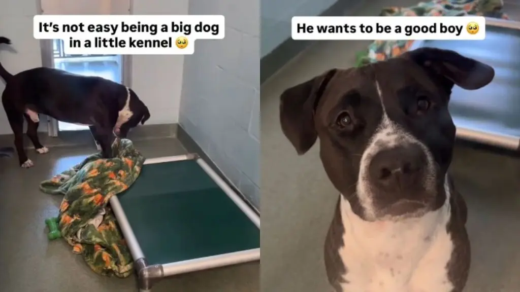 Big Shelter Pup's Kennel Conundrum