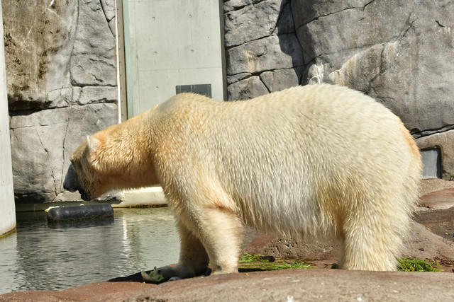 Polar bear at Copenhagen Zoo