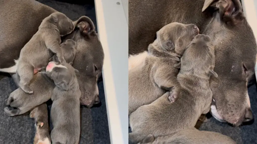 A Patient Mother Provides Comfort to Her Litter