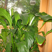 IMG 6474
