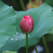 창녕 우포늪 연꽃명소