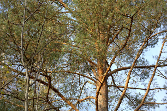 DSC7459-result.jpg