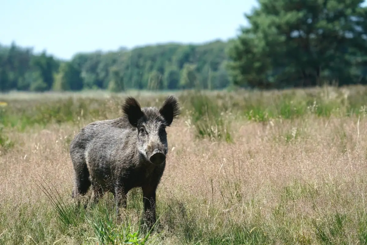 Wildvleespakket - Wild Zwijn Pakket - Rijnland-Palts - Vleespakketten met wild vlees - Vacuum verpakt - Vleeskopenbijdeboer.nl