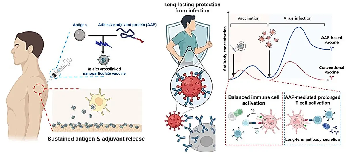Mussel-Inspired Vaccine Offers Long-Lasting Immune Protection