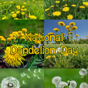 Dandelions.png