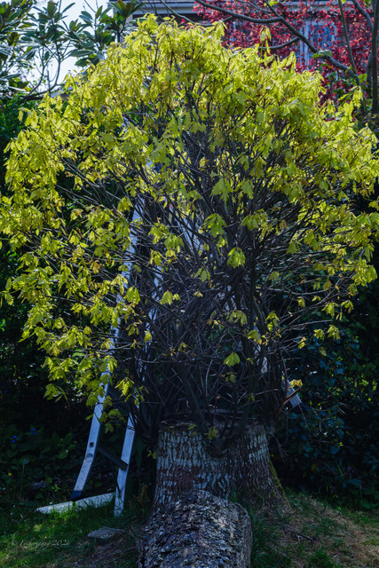 DSF6171.jpg