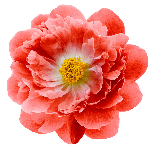 shutterstock 1416747770.jpg