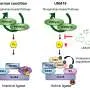 Scientists Uncover New Approach to Combat Drug-Resistant Cancer Cells