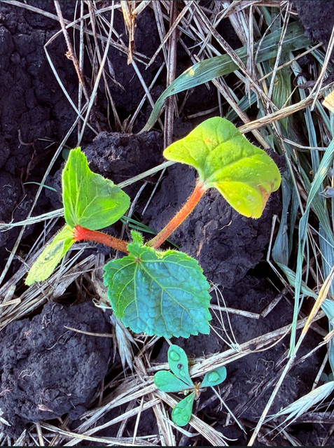 [Image: Okra3.png]