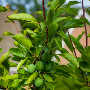 L1461256