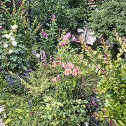 garden3
