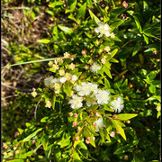 comp-IMG-7557