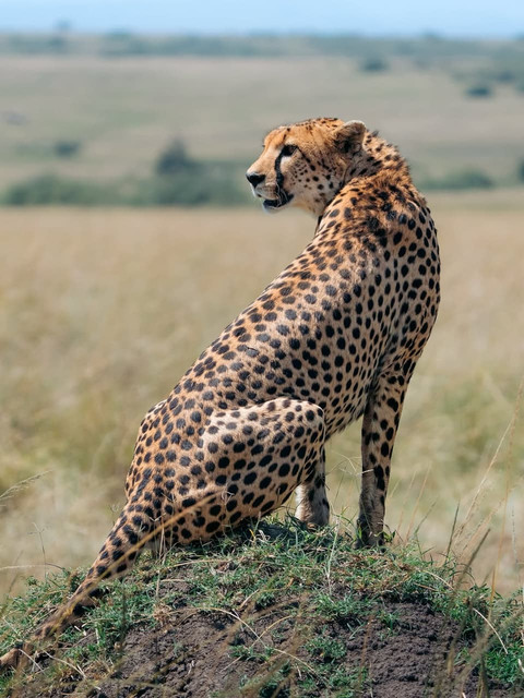 Masai Mara Safari Adventure