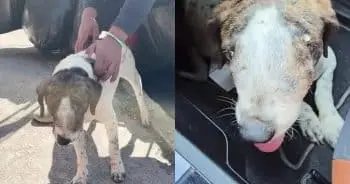 Miracle Recovery: Stray Dog Defeats Terminal Cancer Diagnosis
