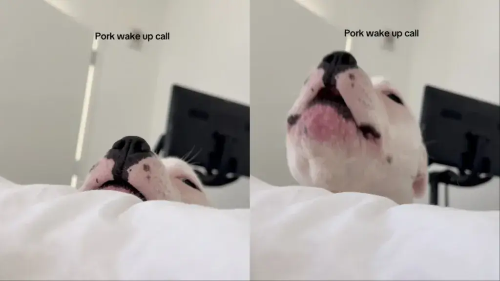 Dog’s Early Rise Beats Typical Alarm