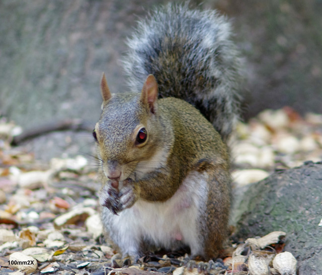 X2-IMGP4417.jpg