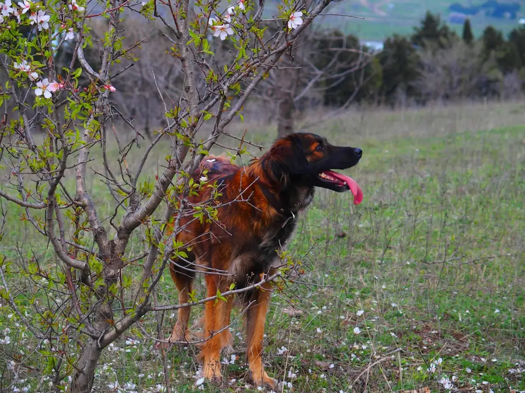 Dogs Tilt Heads: Decoding the Curious Behavior