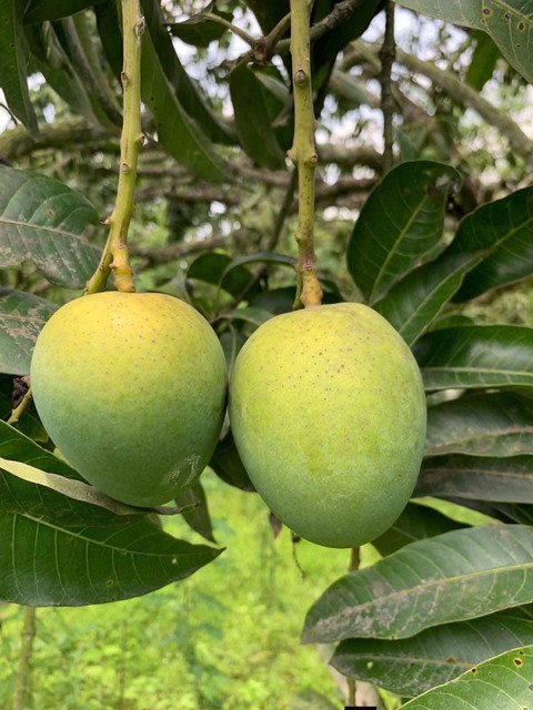 Himsagar Mango (10 kg-Caret)