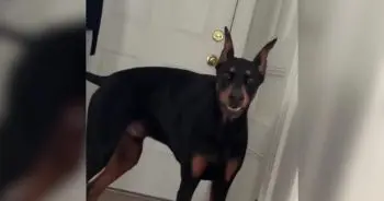 A Shelter Dog's Two-Year Wait for a Loving Home Ends