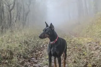 Top Doberman Activity Trackers for 2026