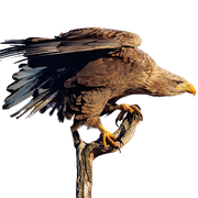 white-tailed-eagle-3029