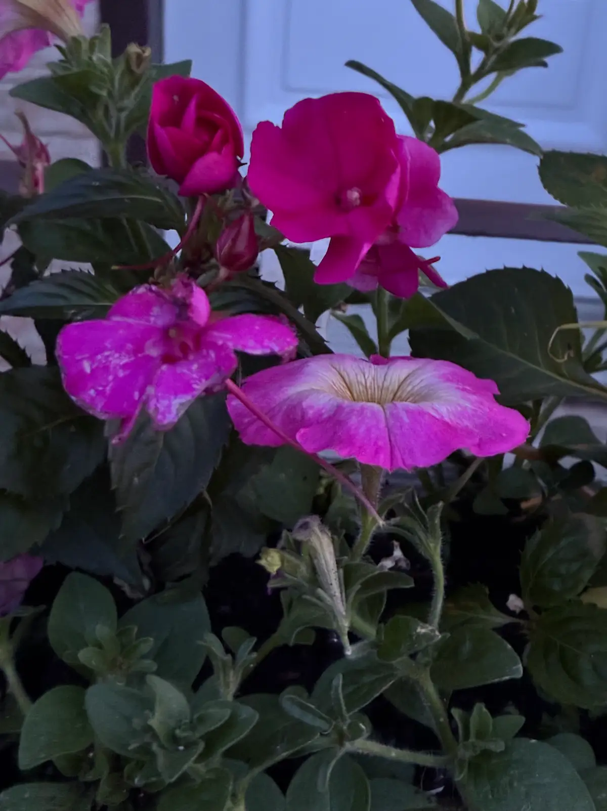 Garden bed