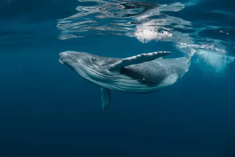 Bitcoin Whale-Retail Delta Hits Low as Smart Money Pauses