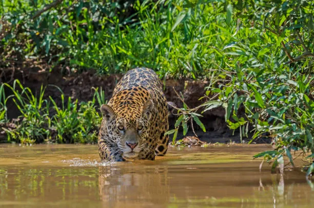 Jaguar Panthera onca en su hábitat natural