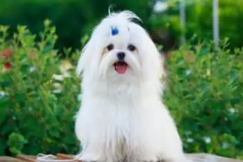 Protecting Your Maltese from Fleas and Ticks: A Comprehensive Care Guide