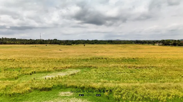 Sawah Air Papan3.webp