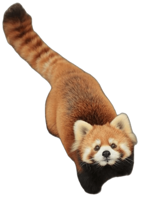Panda rojo